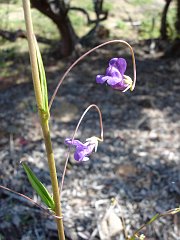 antirrhinum kelloggii